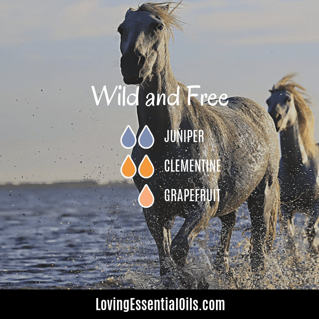 juniper essential oil recipes - Blends well withi citrus oils like grapefruit and clementine