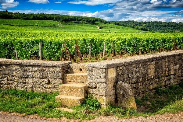 A walled vineyard in Burgundy, illustrating the idea of climats and site expression