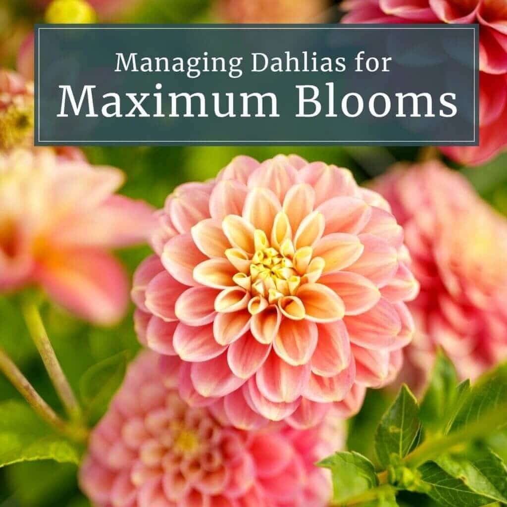 Managing Dahlias for Maximum Blooms