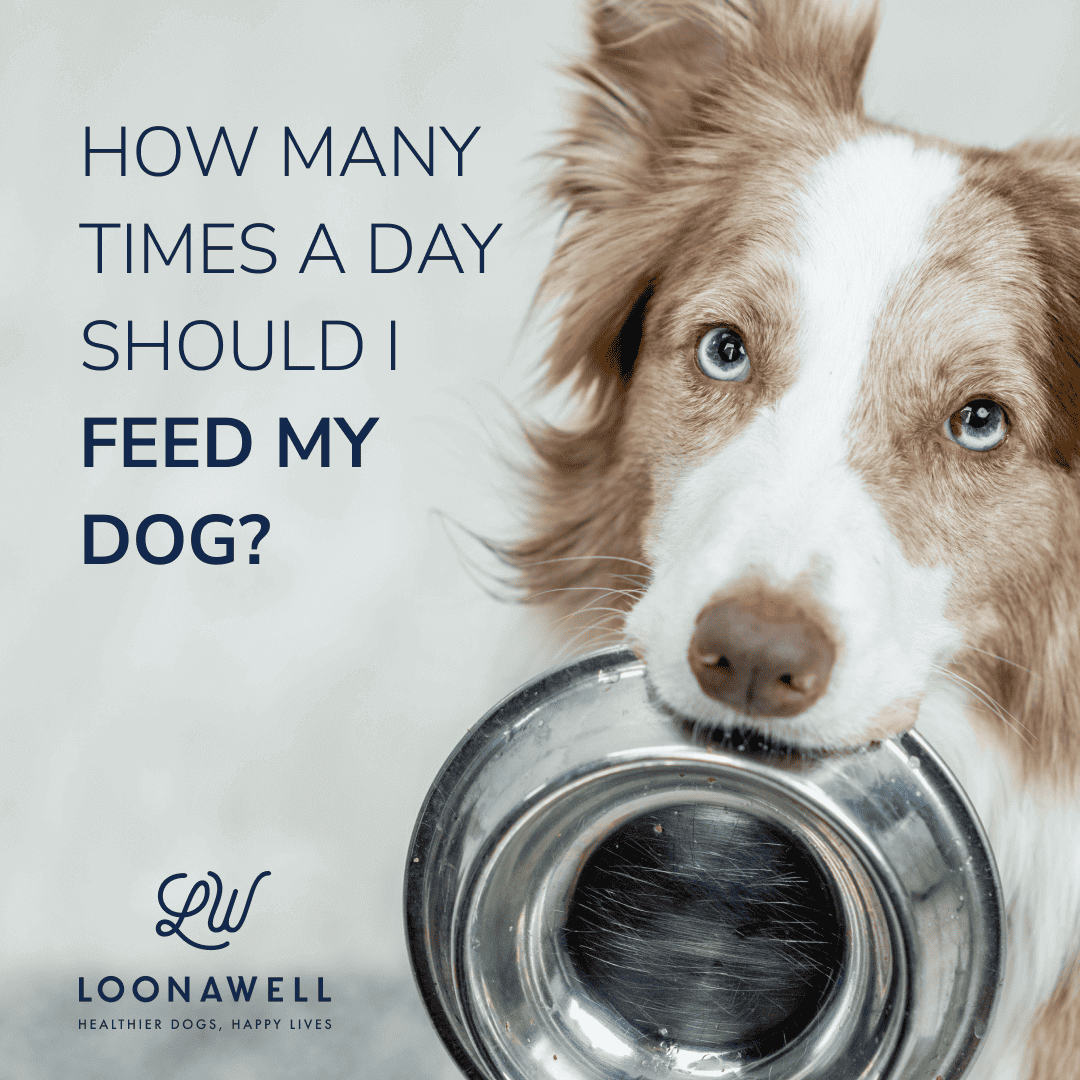 How Many Times a Day Should I Feed My Dog? Finding the Optimal Balance