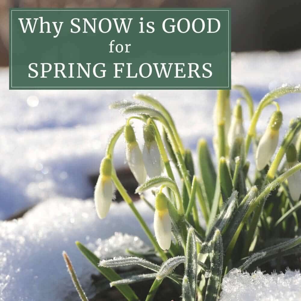 Why Snow is Good for Spring Bulbs