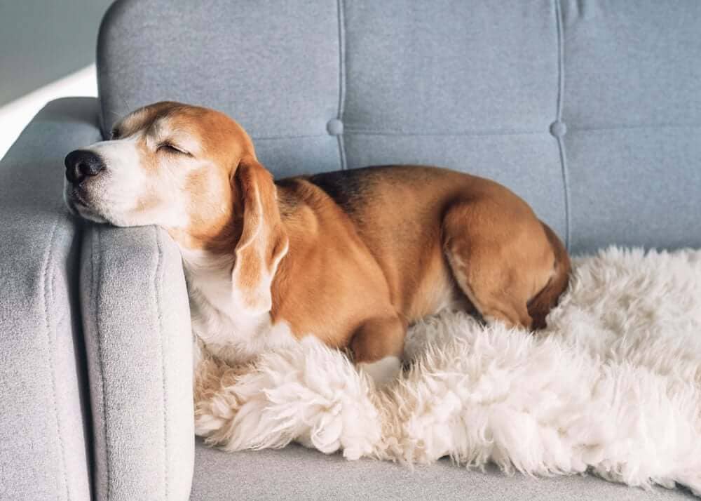 How to Soothe Your Aging Dog’s Arthritis Pain