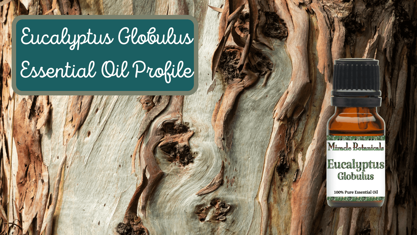 Eucalyptus Globulus