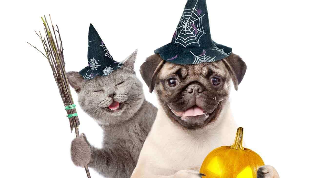 Do it Yourself Dog Halloween Costumes