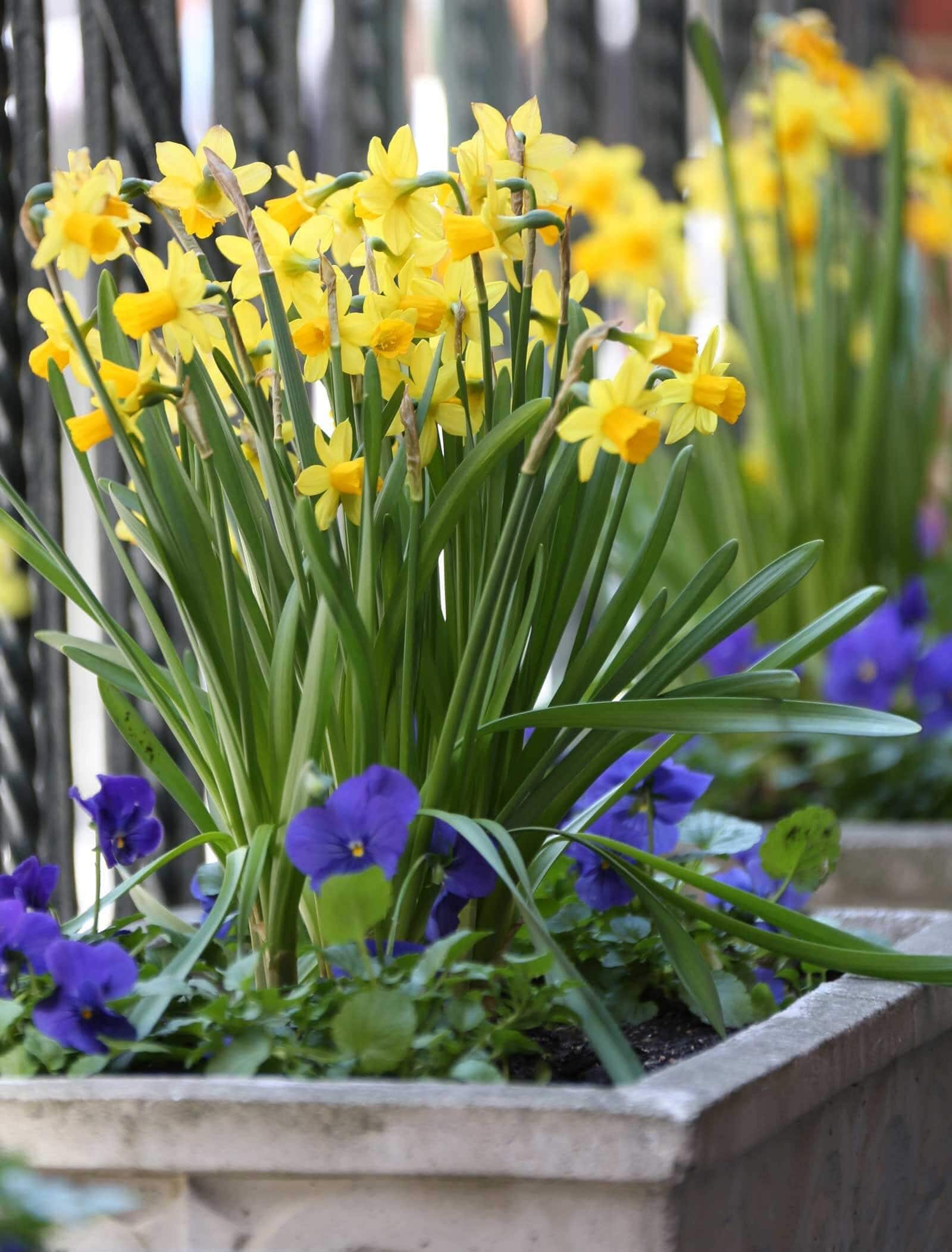 Daffodil-Tete-a-Tete-Longfield-Gardens