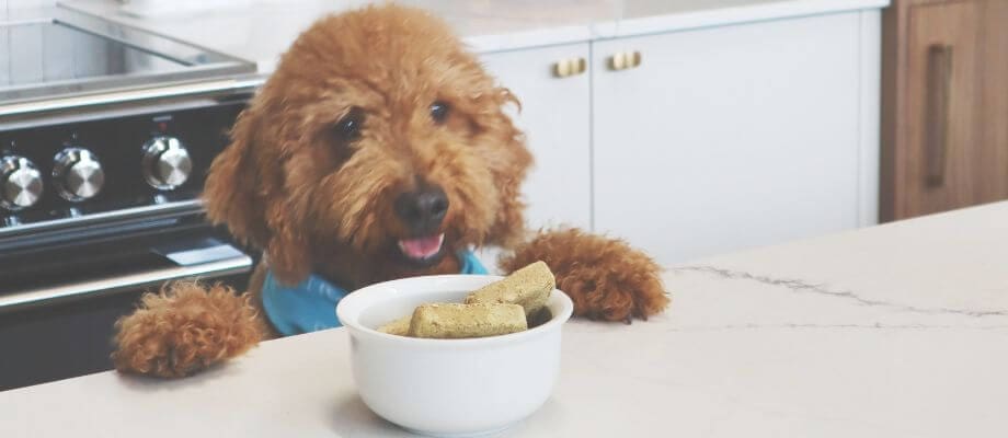 The Ultimate Guide to Doodle Care