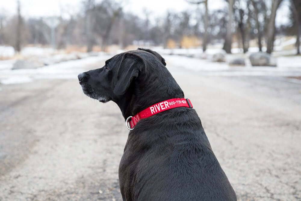 How To Care For Your Nylon Dog Collar