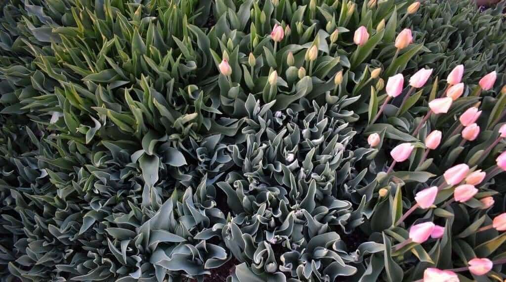 Tips for Using Tulips as Cut Flowers Longfield Gardens