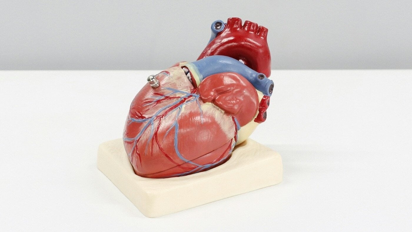 Apolipoprotein B: A Key Heart Health Marker You Shouldn’t Ignore
