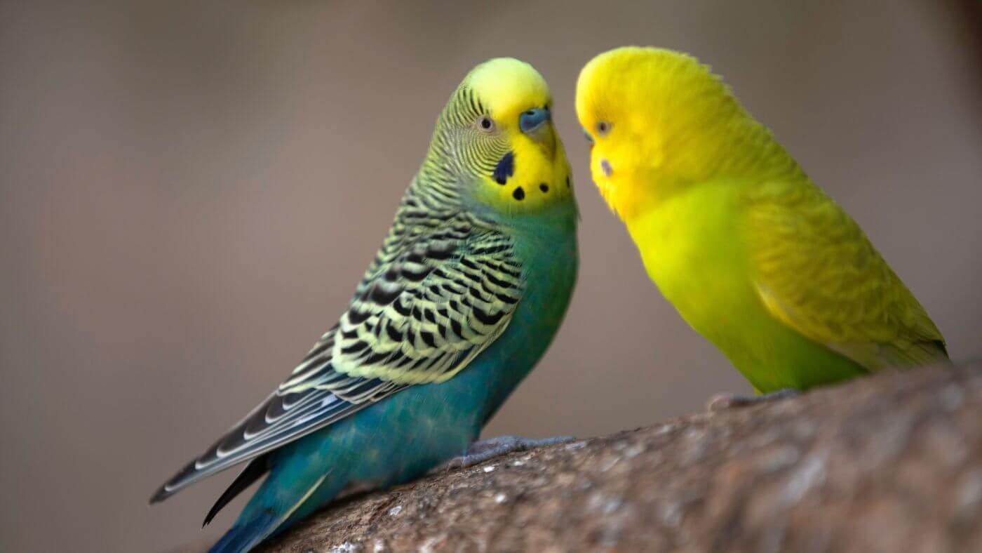 Budgie Sounds & Their Meanings