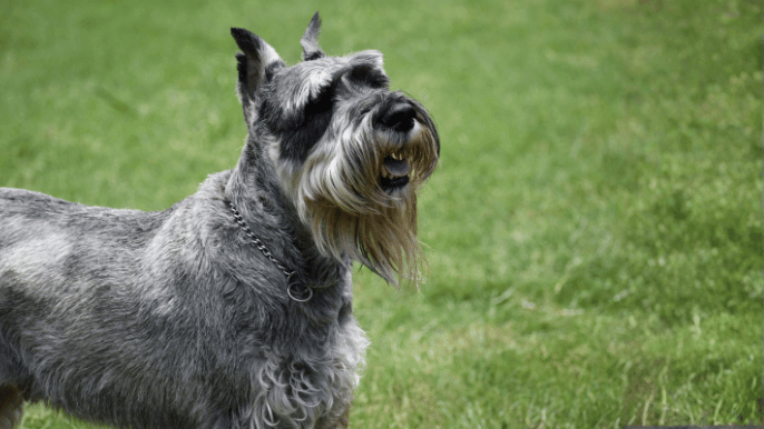 wire coat dogs