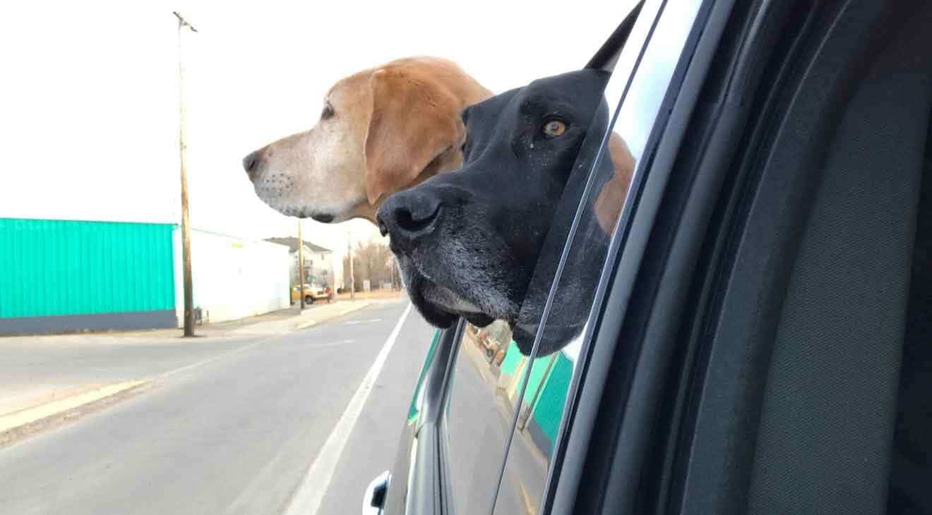 Guide to Traveling with Your Dog: 4 Essential Tips for a Safe and Enjoyable Journey