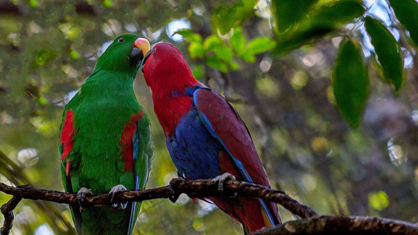 Male and Female Eclectus Parrots