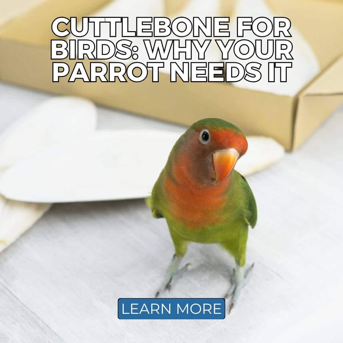 Cuttlebone for Birds: Why Your Parrot Needs It