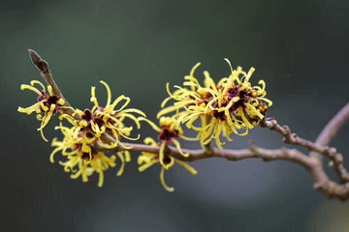 Witch Hazel Carrier Oil