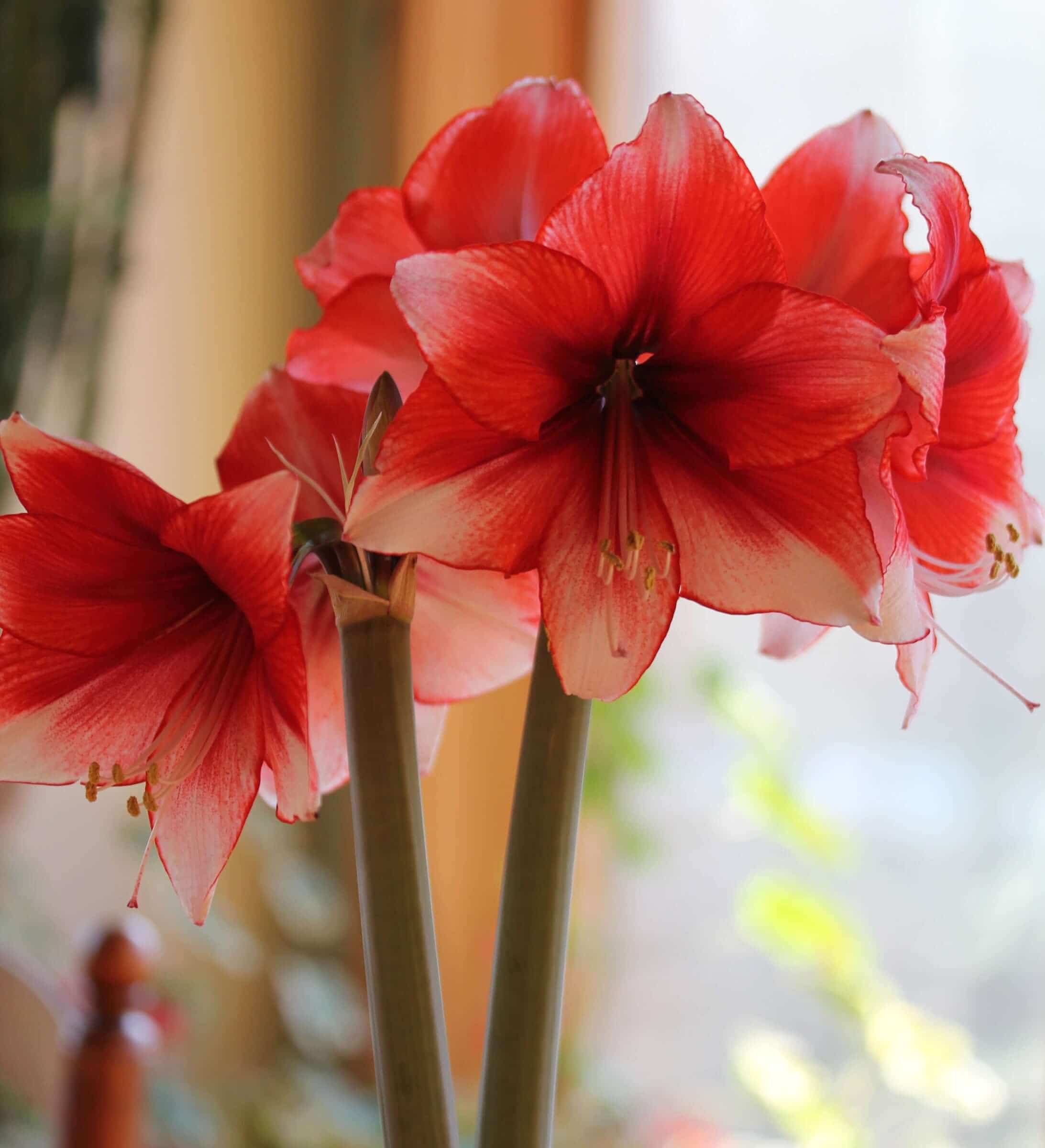What to Do with Amaryllis Bulbs After They Bloom
