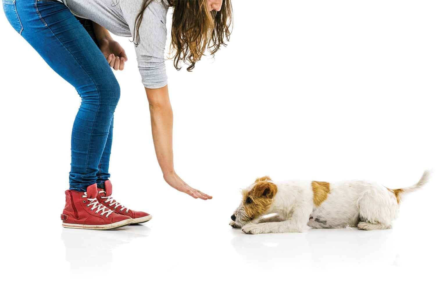 5 Commands Every Dog Should Know