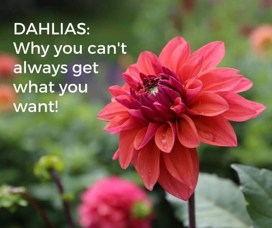 Dahlias: Why You Can't Always Get What You Want
