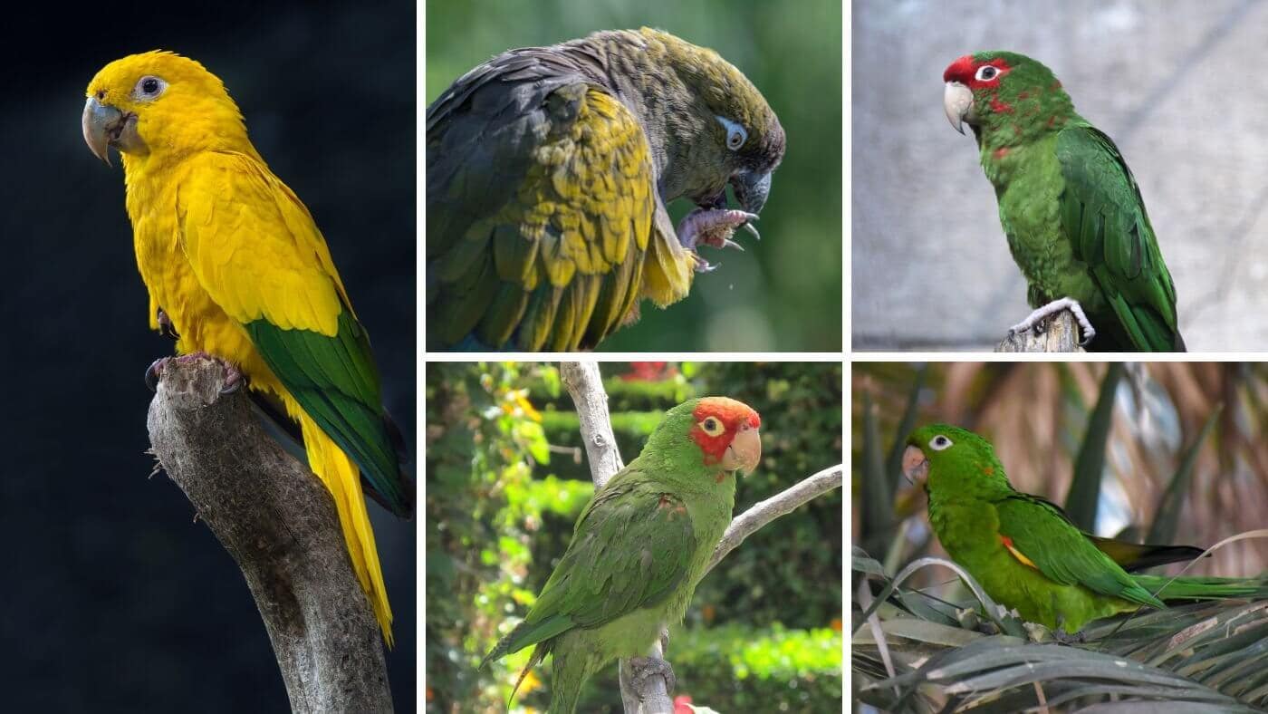 Large Conure Species