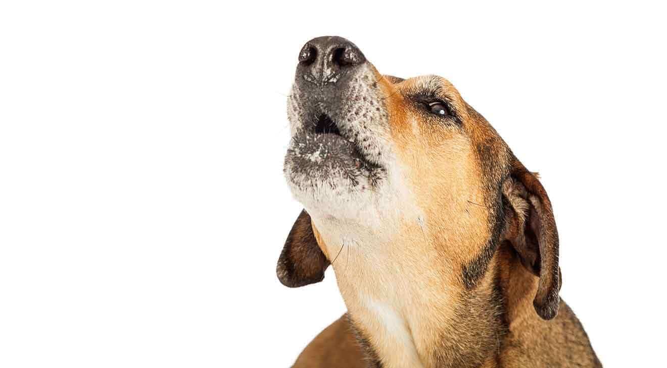 dog barking when home alone