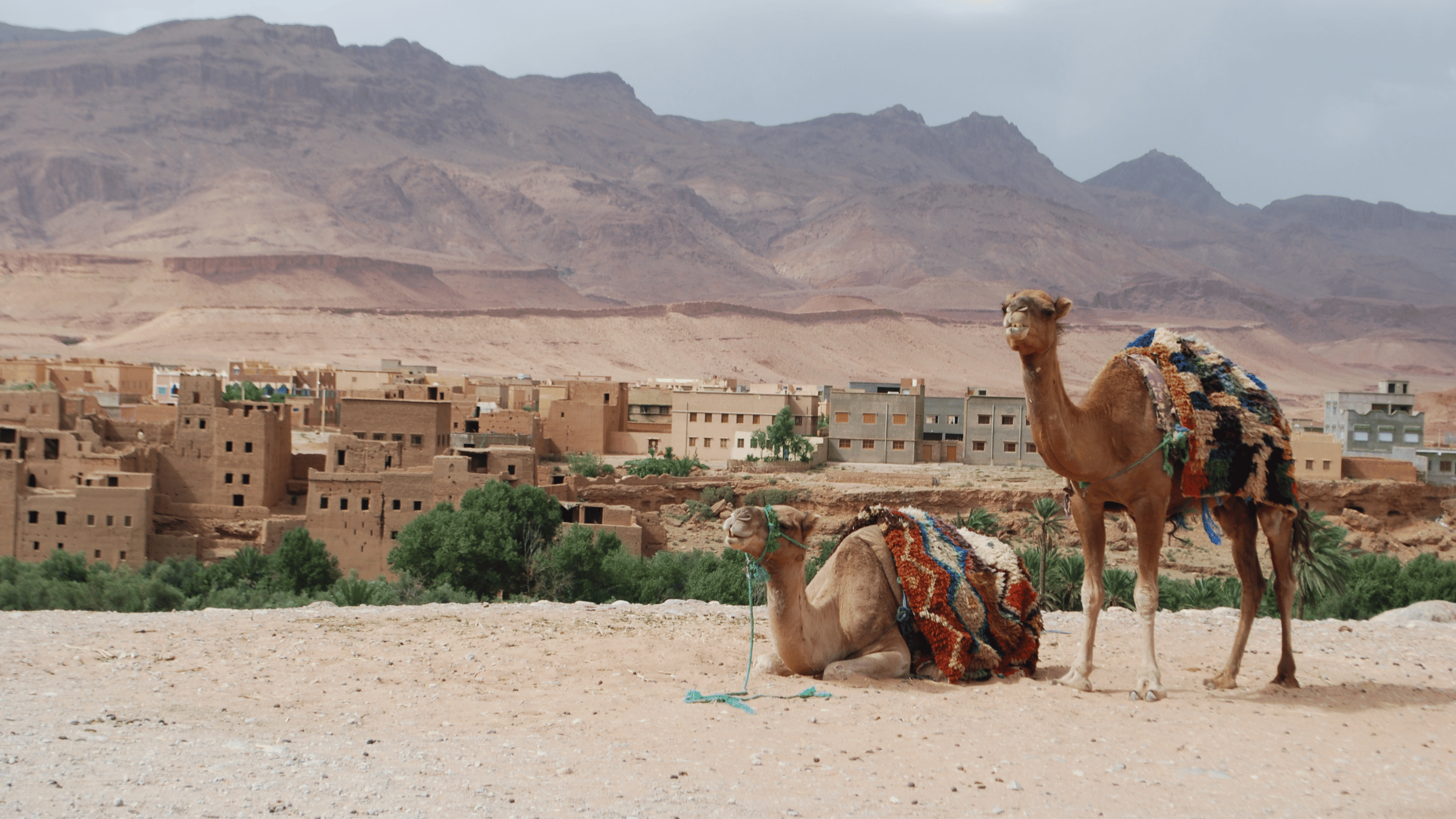Camel milk in somali hospitality