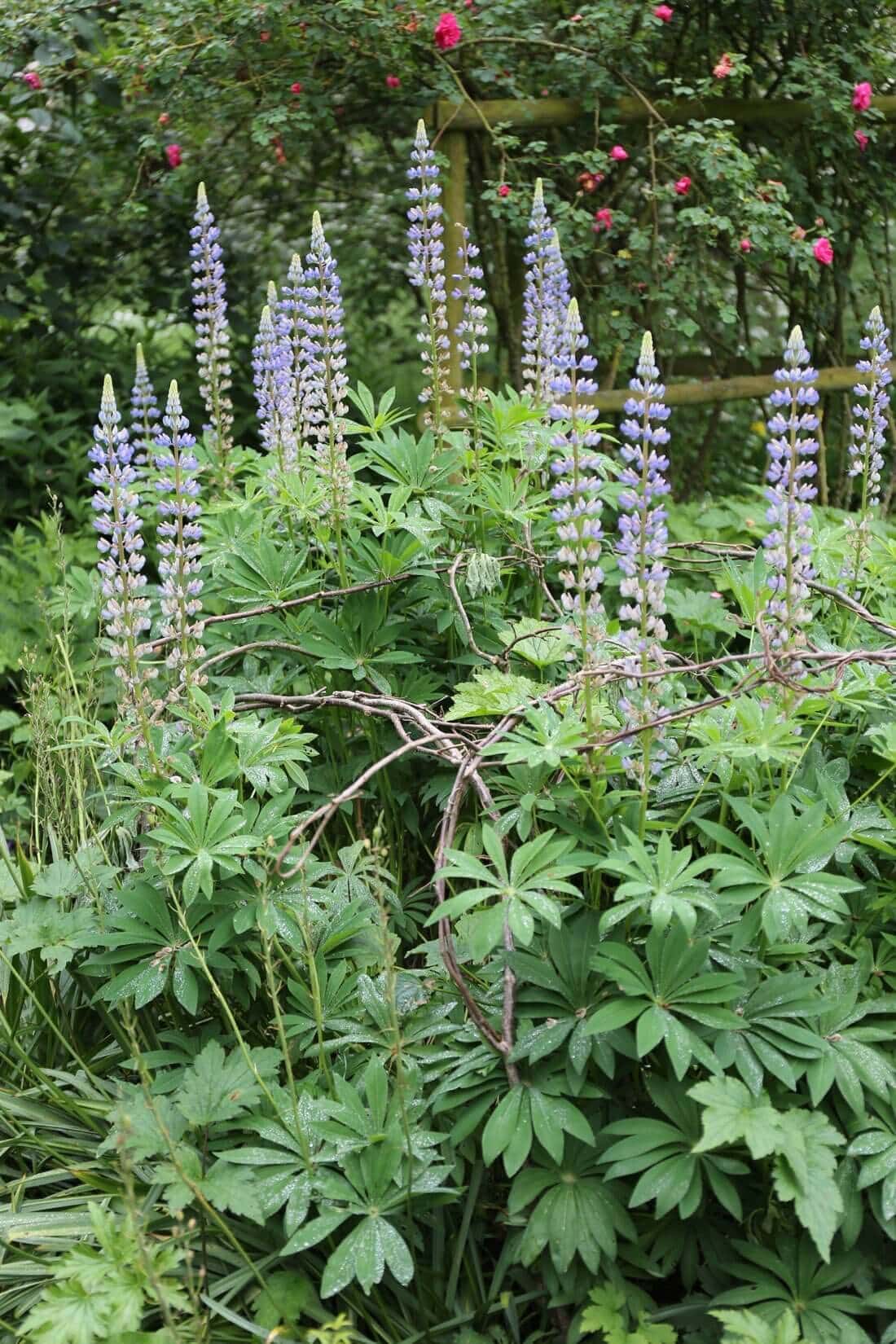 DIY Plant Supports - Longfield Gardens