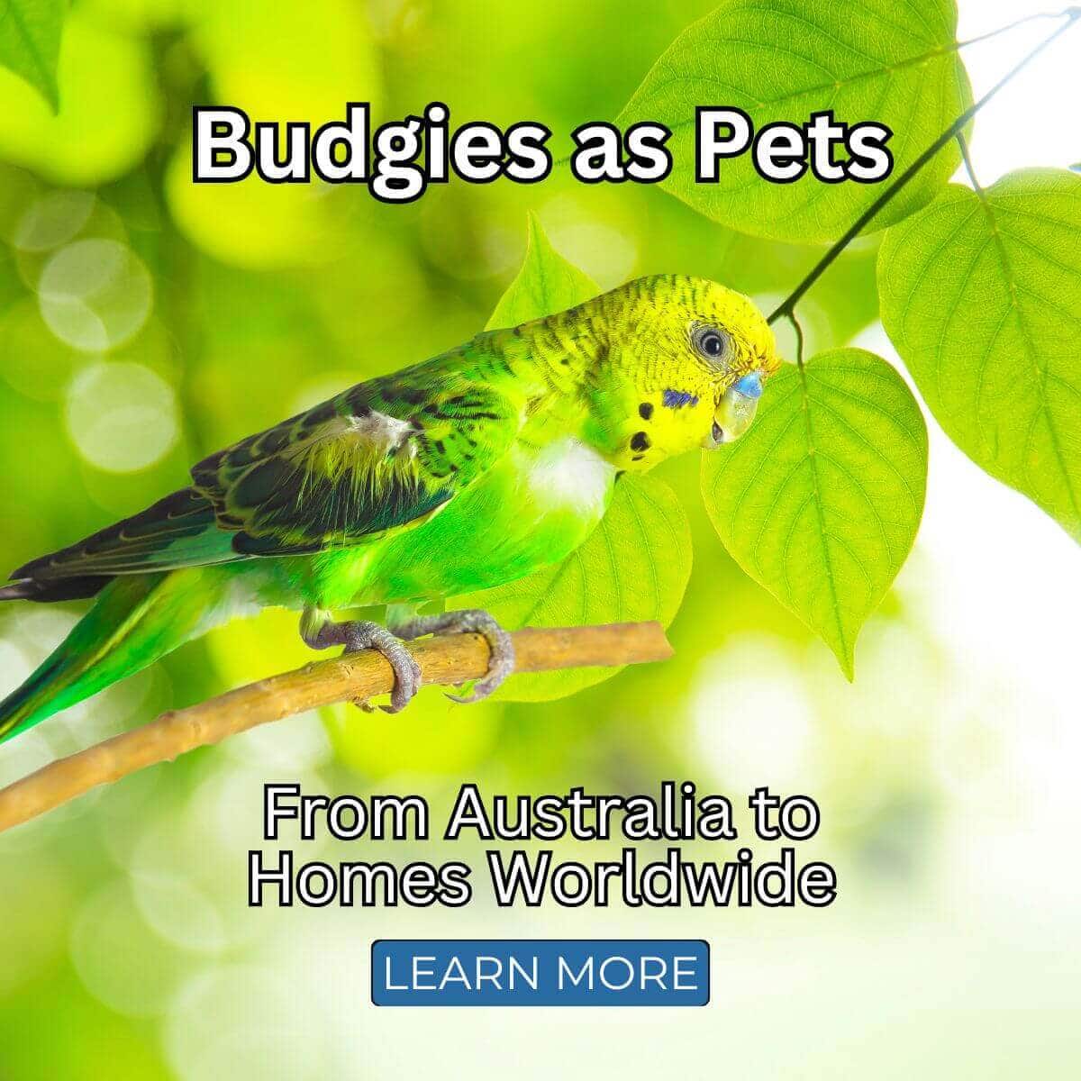 Budgies as Pets: From Australia to Homes Worldwide