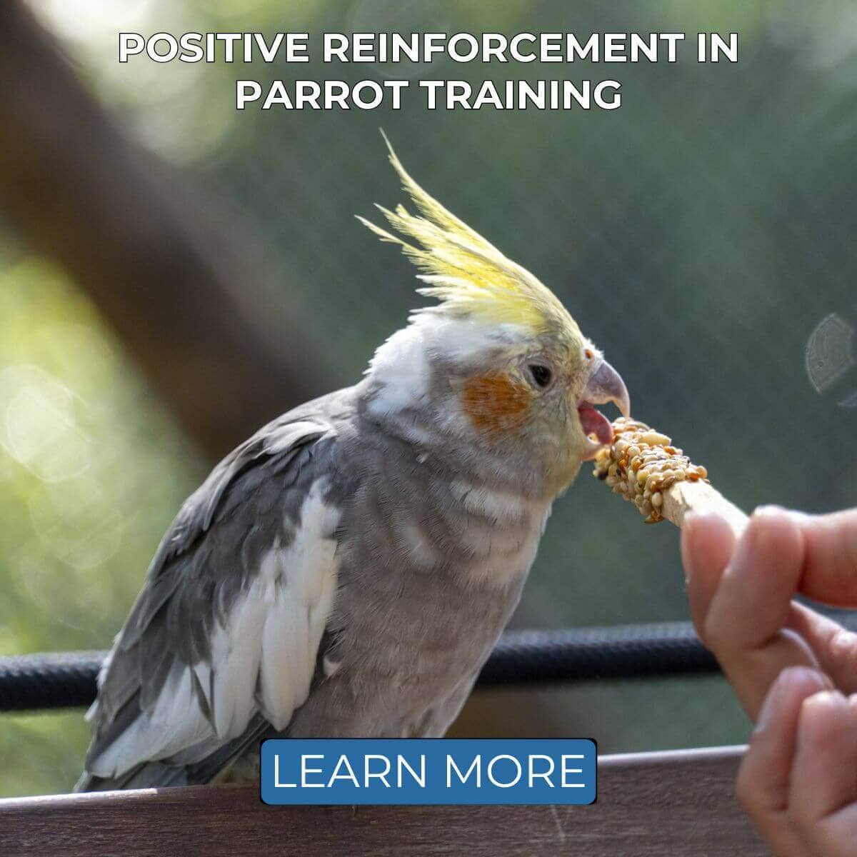 Positive Reinforcement in Parrot Training