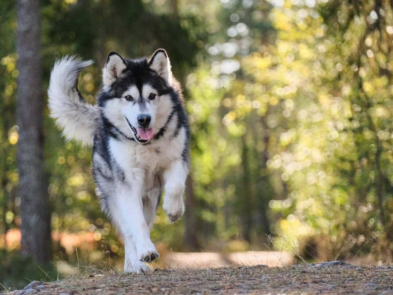 6 Common Dog Health Problems and How to Prevent Them
