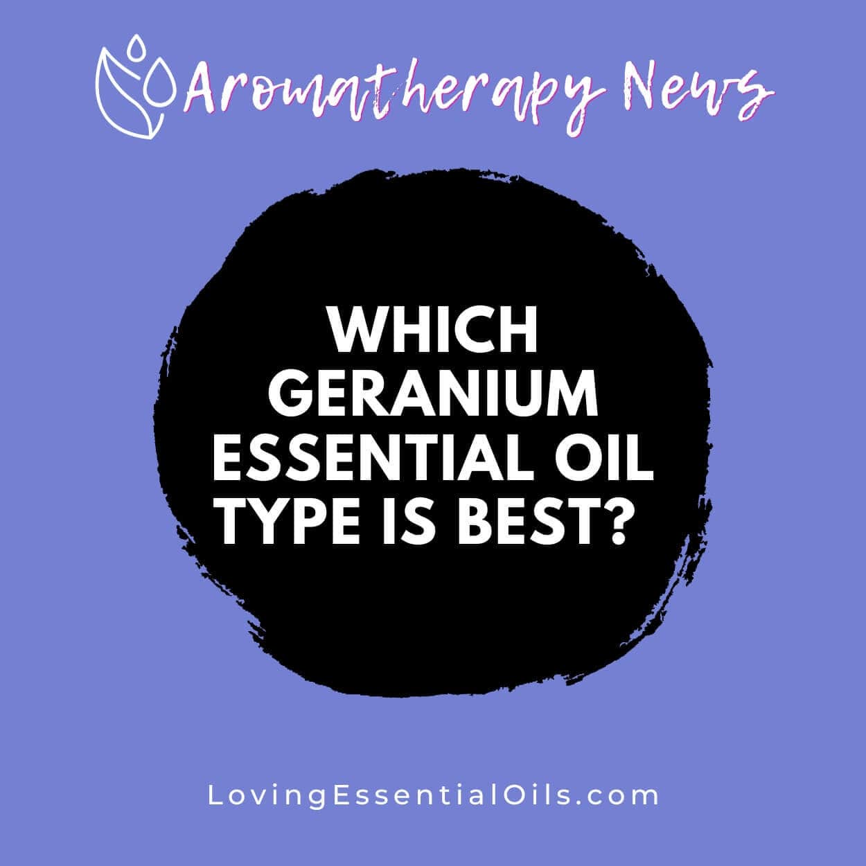 Which Geranium Essential Oil Type is Best? Oily FAQ