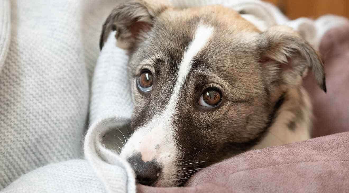 foster a dog
