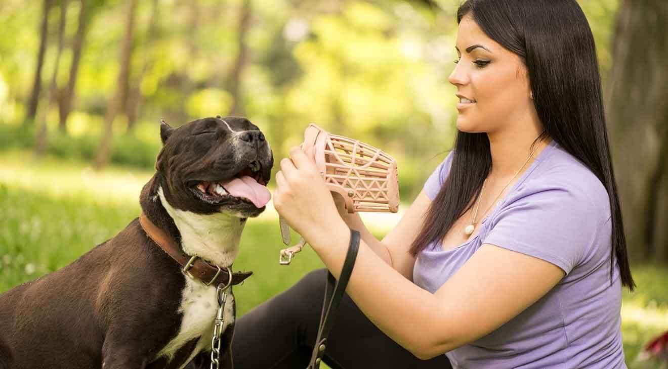 human putting muzzle on to practice dog park safety