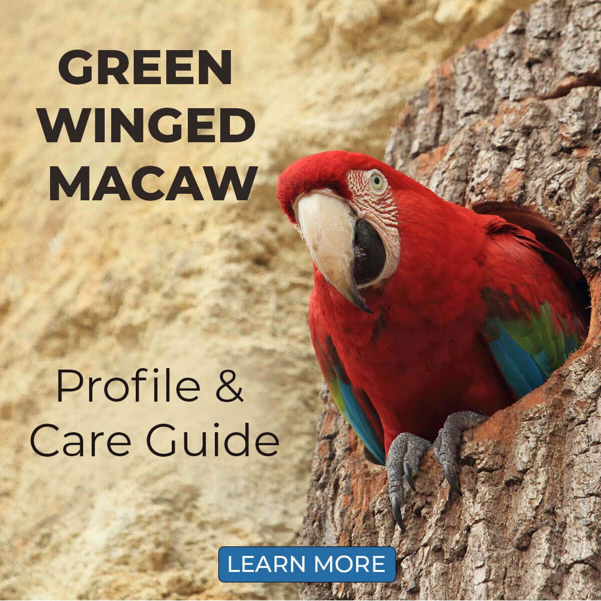 Green Winged Macaw – Profile & Care Guide
