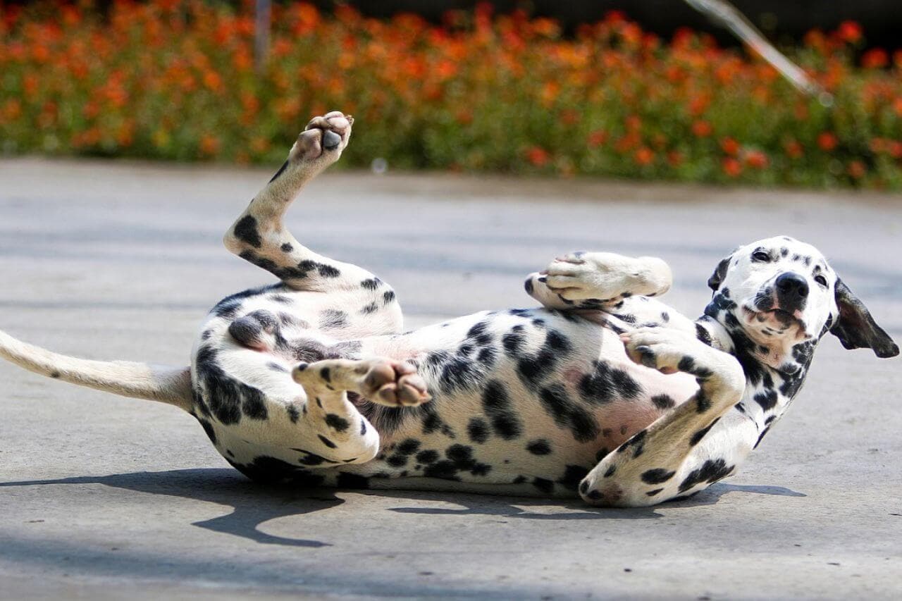 Discover Why Dogs Love to Roll Around: Unraveling the Mystery