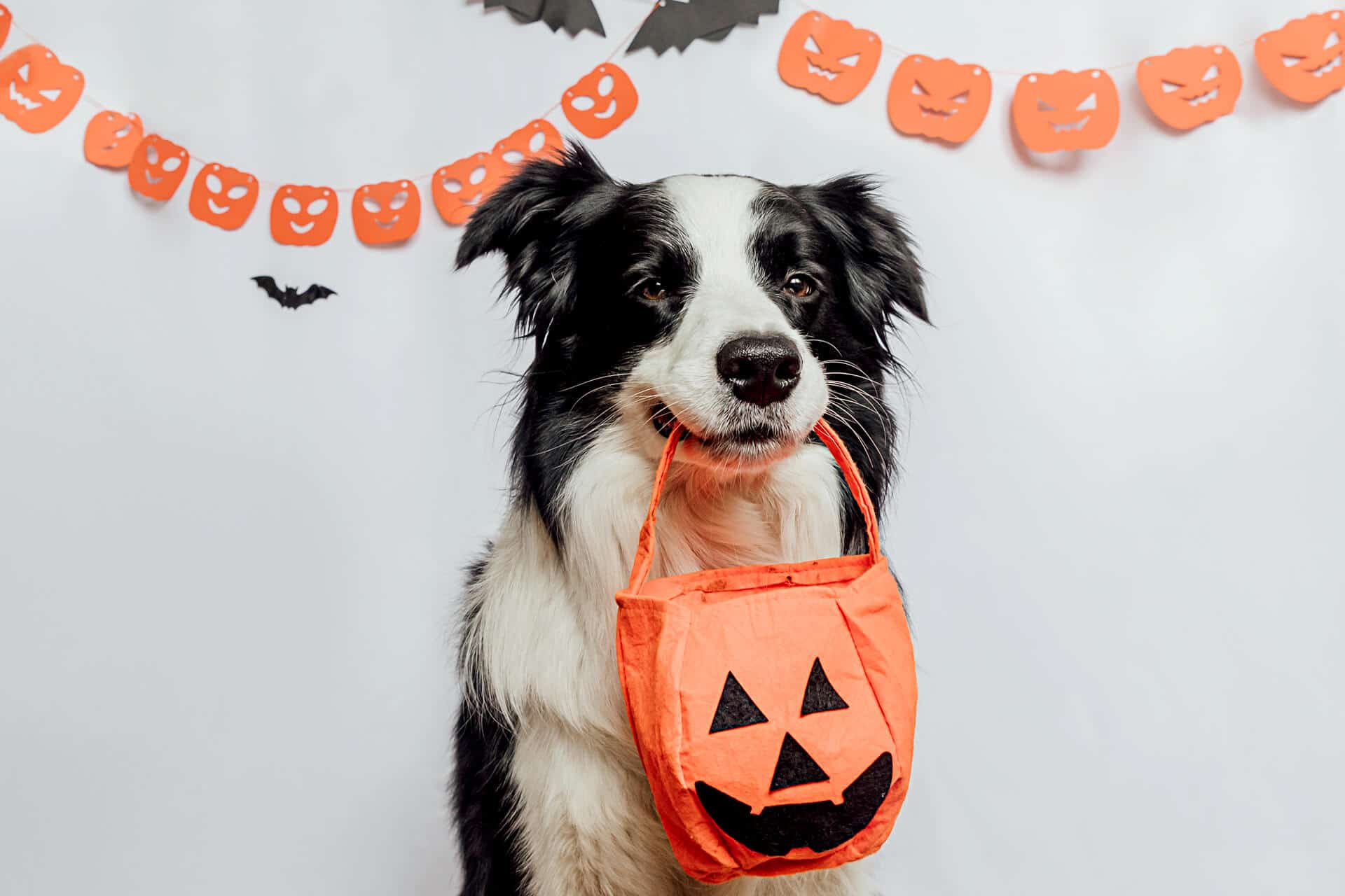 HOW TO KEEP YOUR DOG SAFE ON HALLOWEEN NIGHT