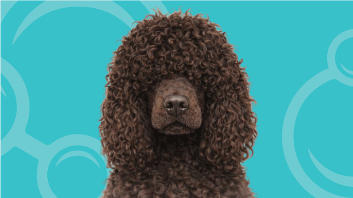 Irish Water Spaniel Temperament