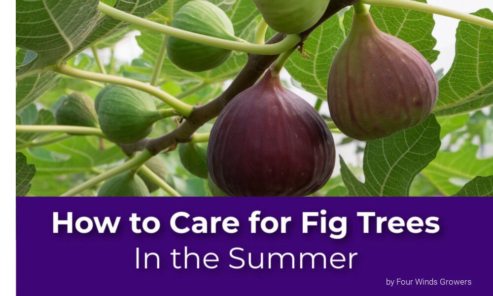 How to Care for Fig Trees in the Summer