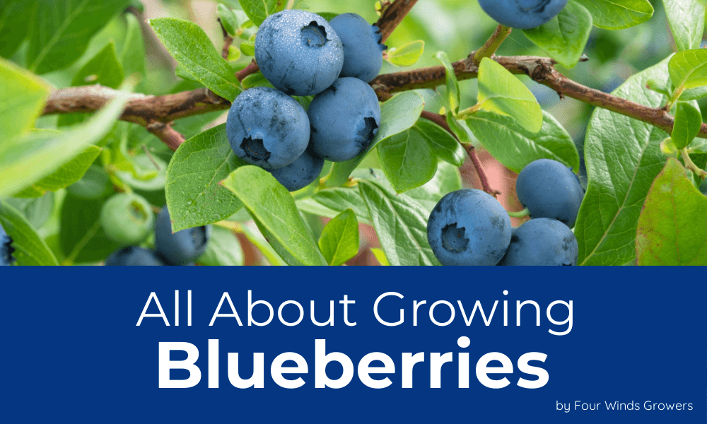 All About Growing Blueberries in your Garden