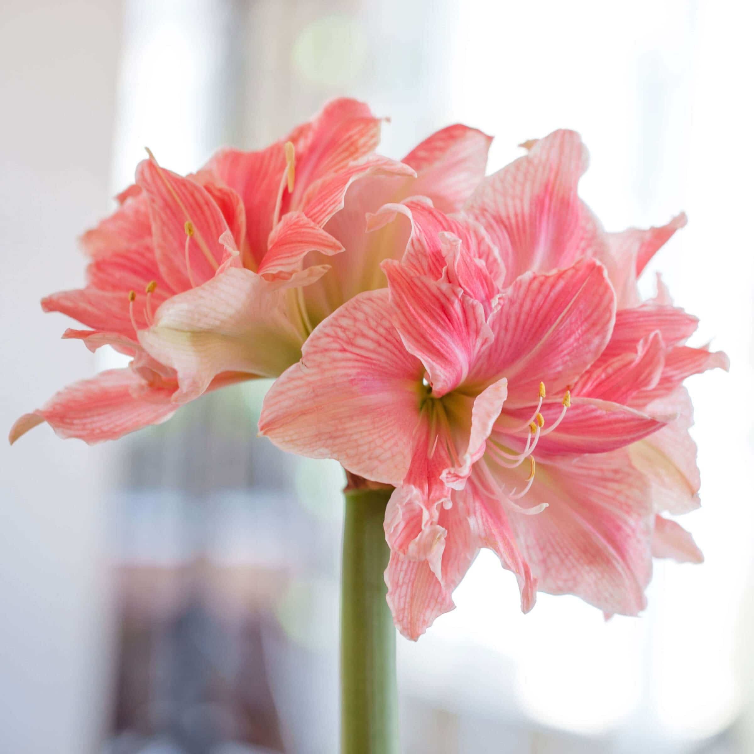 Amaryllis-Sweet-Nymph-Longfield