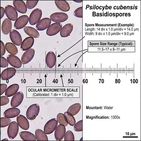 Psilocybe cubensis basidiospores calibrated ocular micrometer measurement