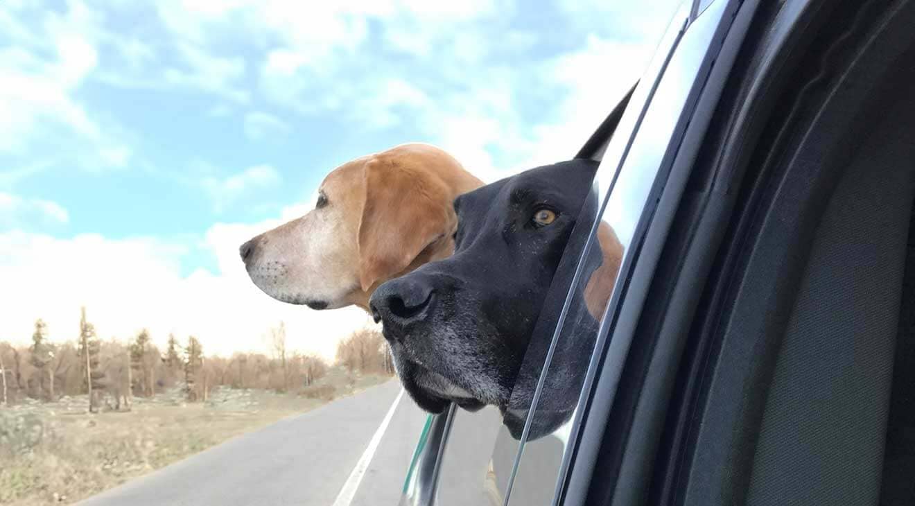 Yellow Lab and Great Dane looking out car window while driving