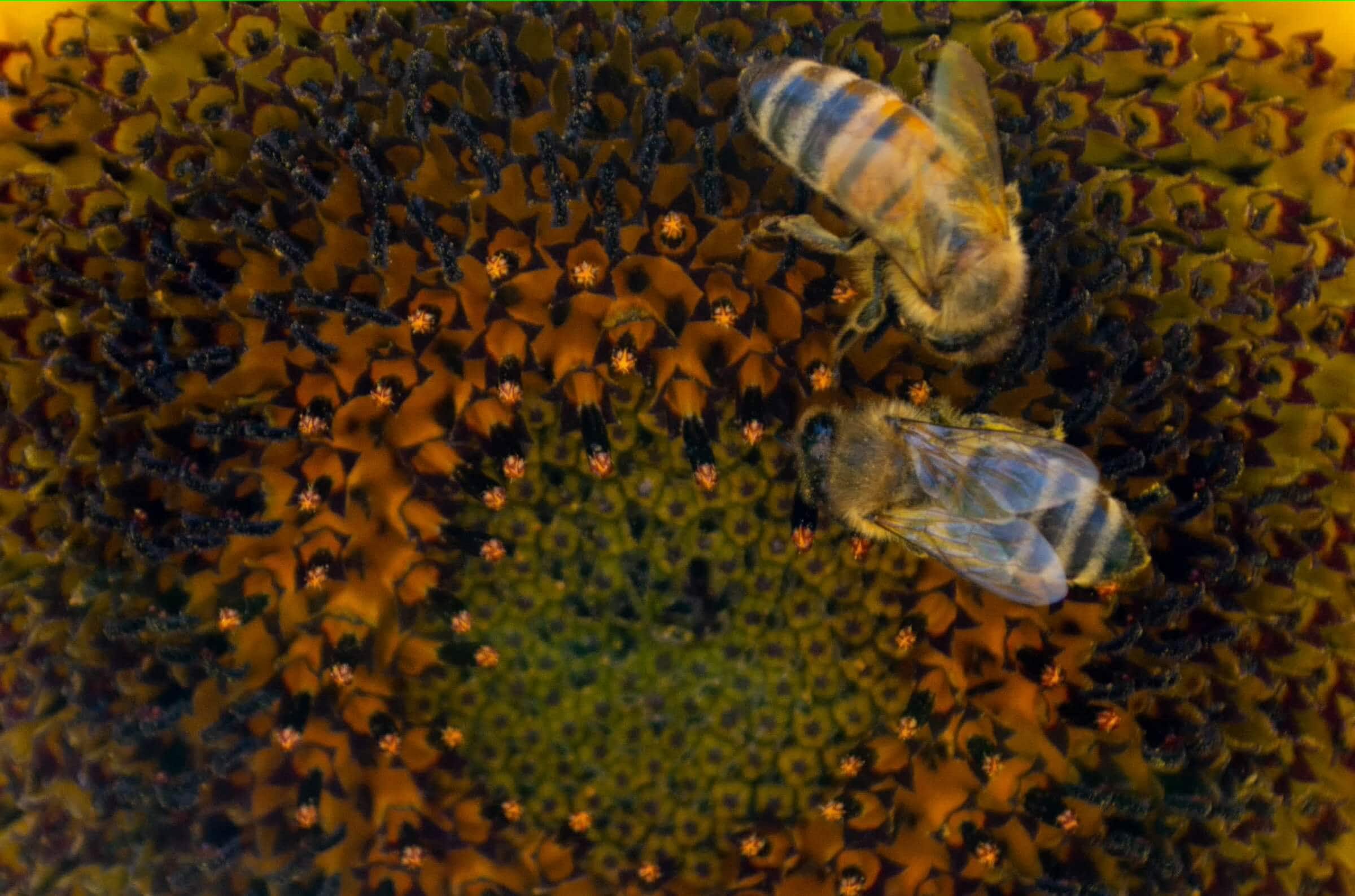 Seasonal Bee Behavior Changes: An Exploration of Nature’s Buzz
