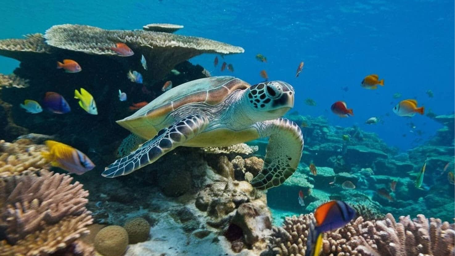 CartridgesDirect Celebrates 50,000 Recycled Ink Cartridges, Saving An Estimated 130 Turtles
