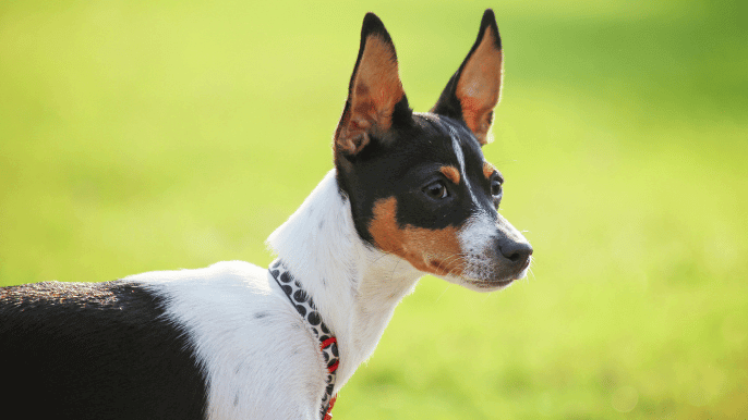 Rat Terrier Temperament