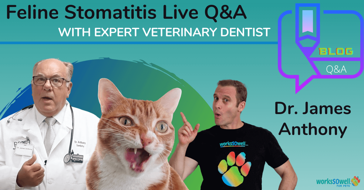 Feline Stomatitis Q/A with Veterinary Dentist