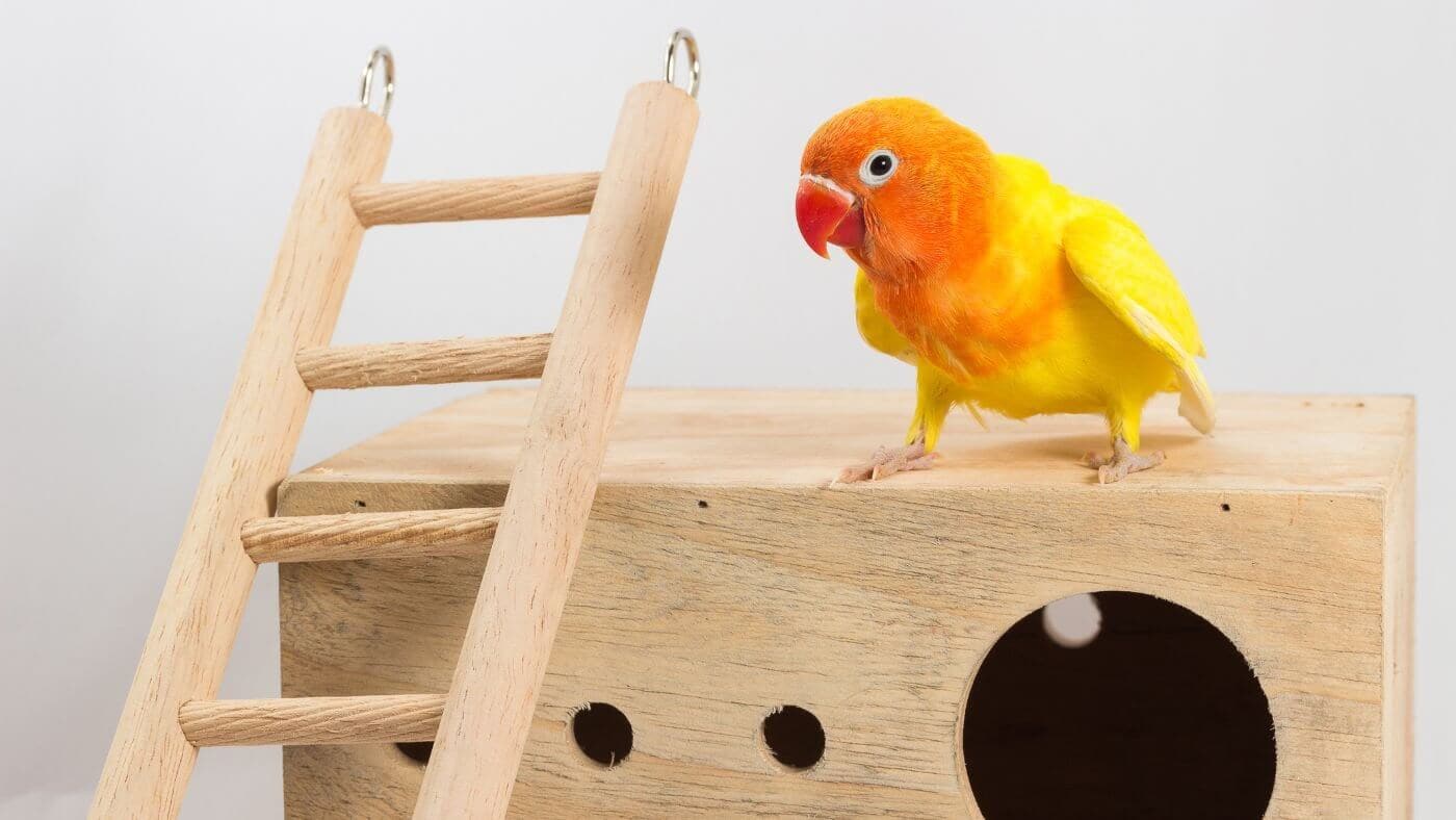 lovebird playground