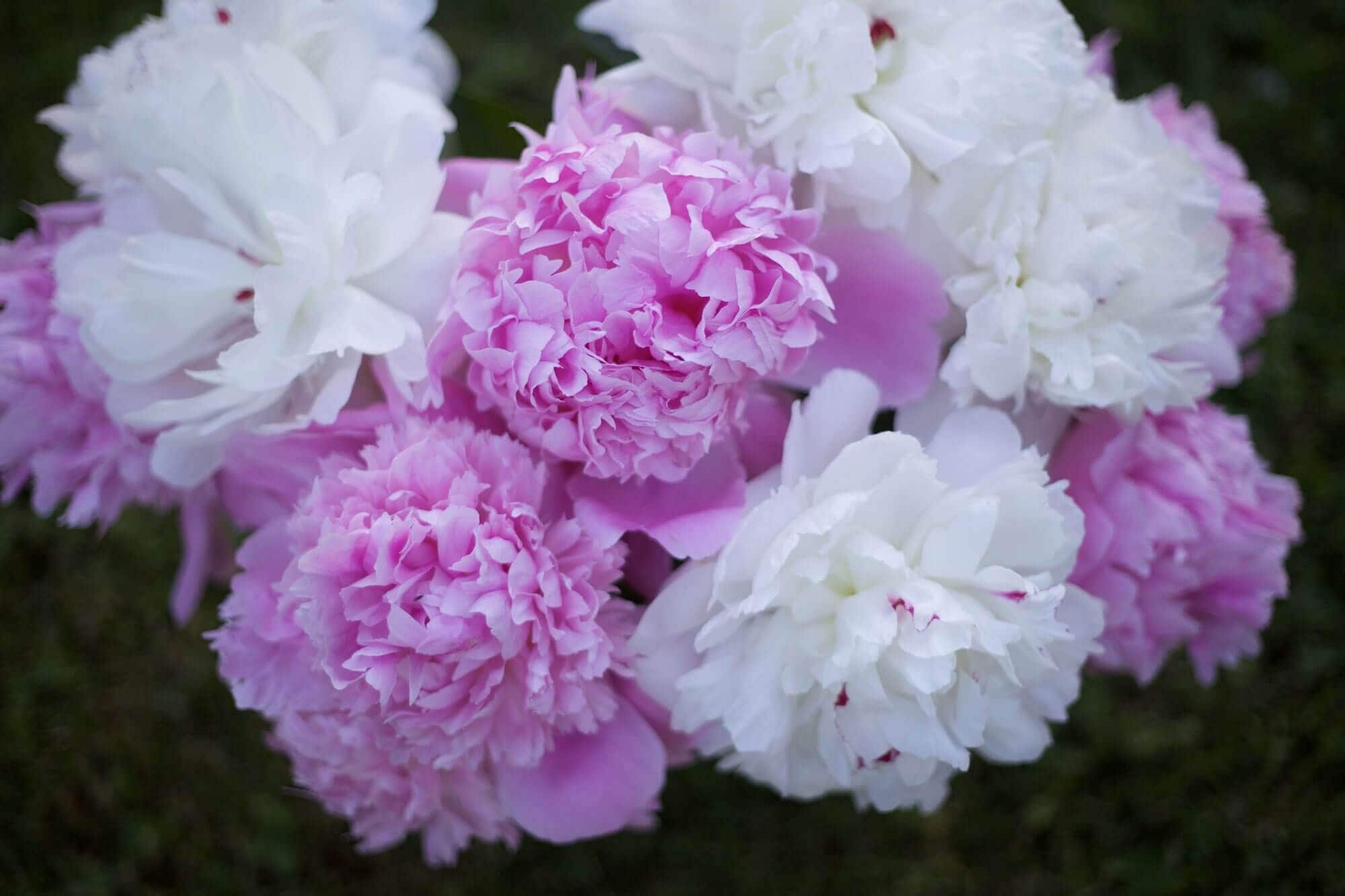bouquet
