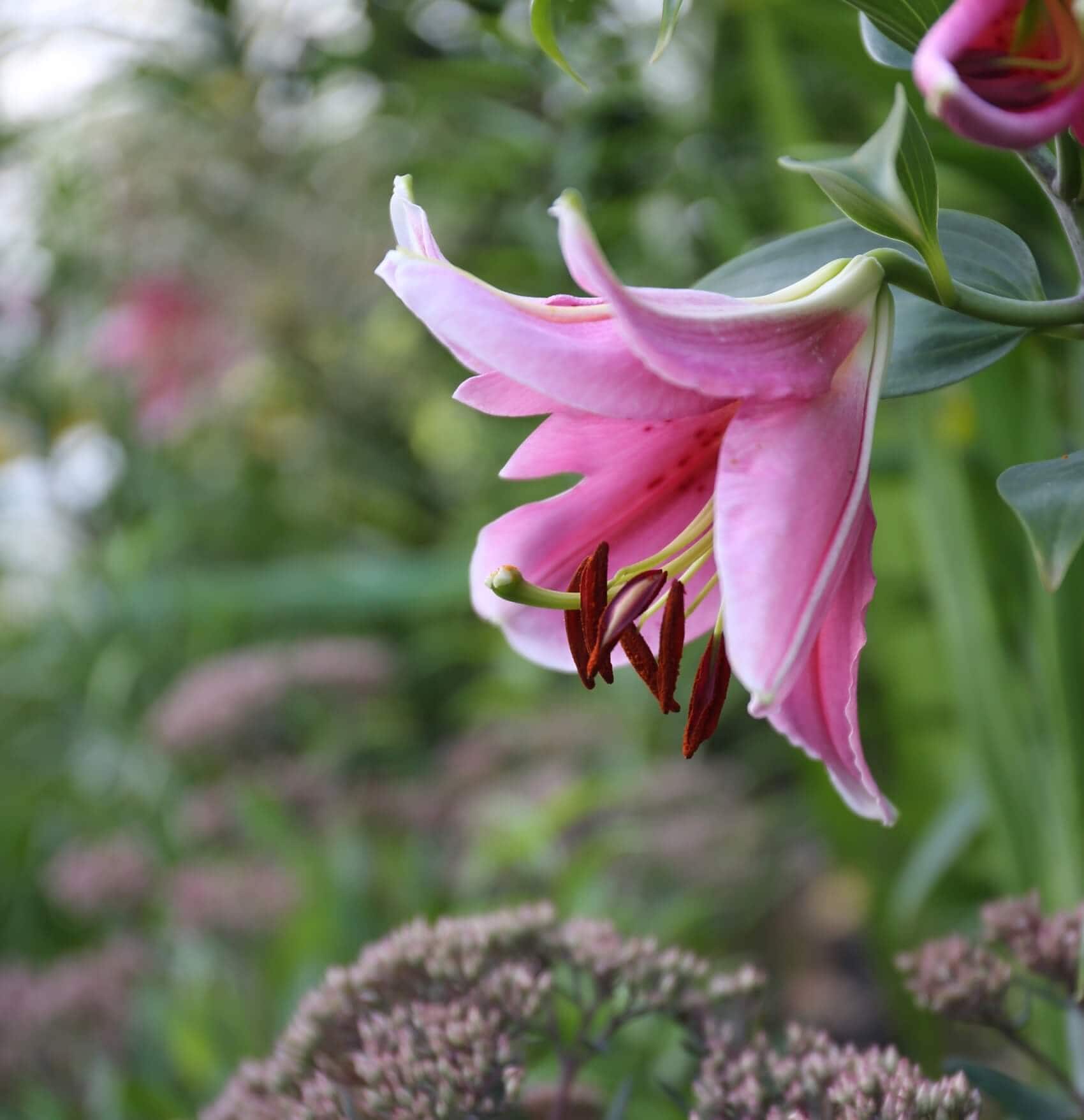 Why is the Stargazer lily so popular? - Longfield Gardens