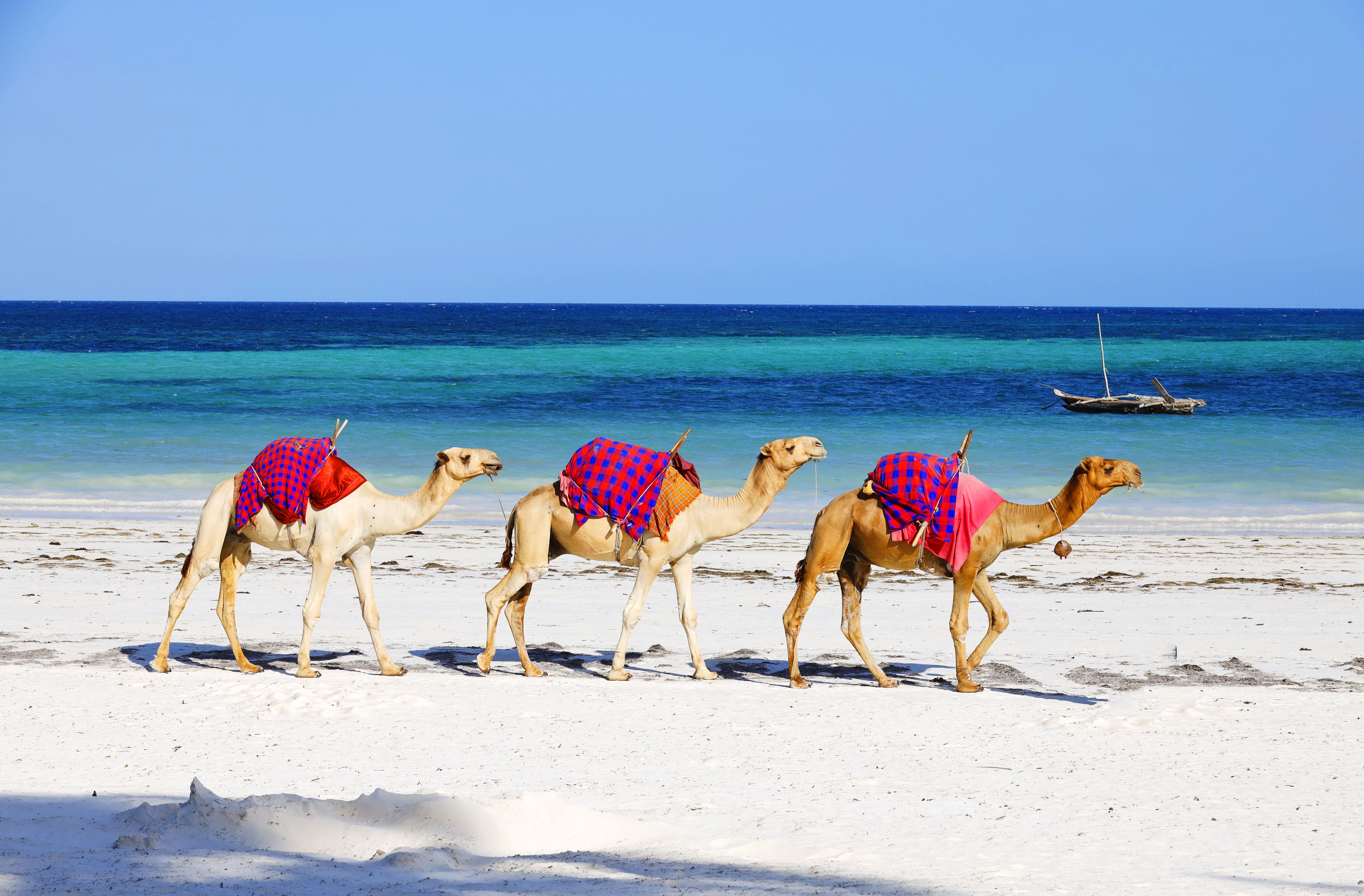 Camel milk in somali hospitality