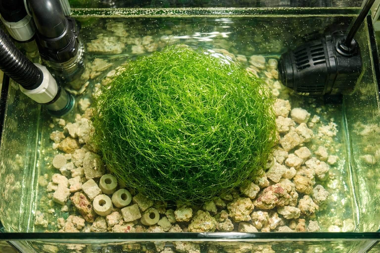 How to set up a refugium - chaetomorpha macroalgae and copepods in a reef tank sump